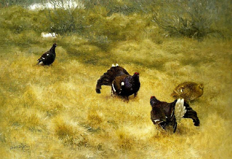 bruno liljefors orrspel i mossen Norge oil painting art